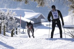 Lenk 2013